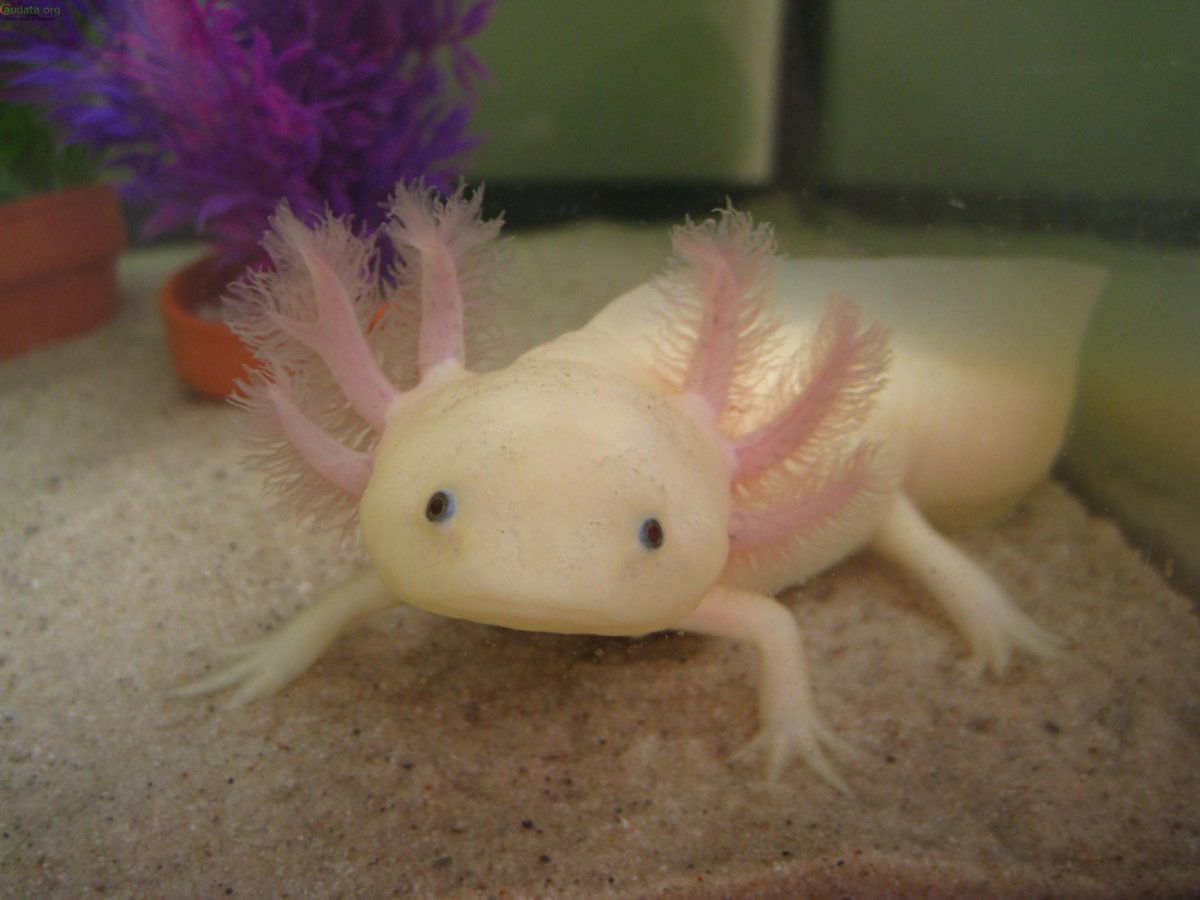 Аксолотль неотеническая личинка