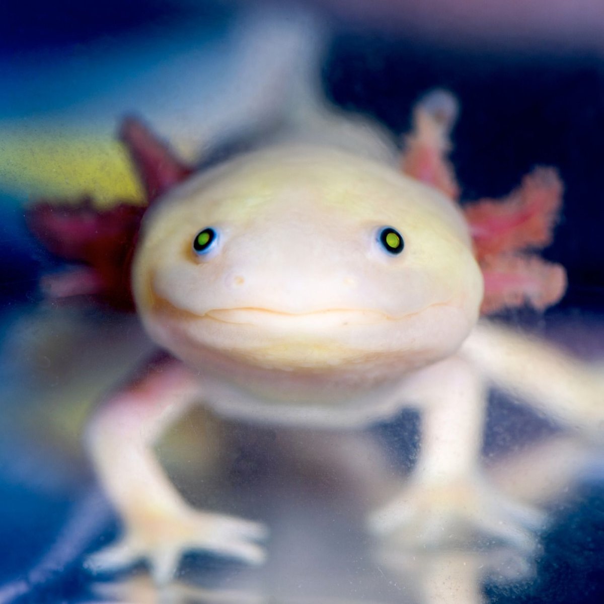 Мексиканская саламандра аксолотль