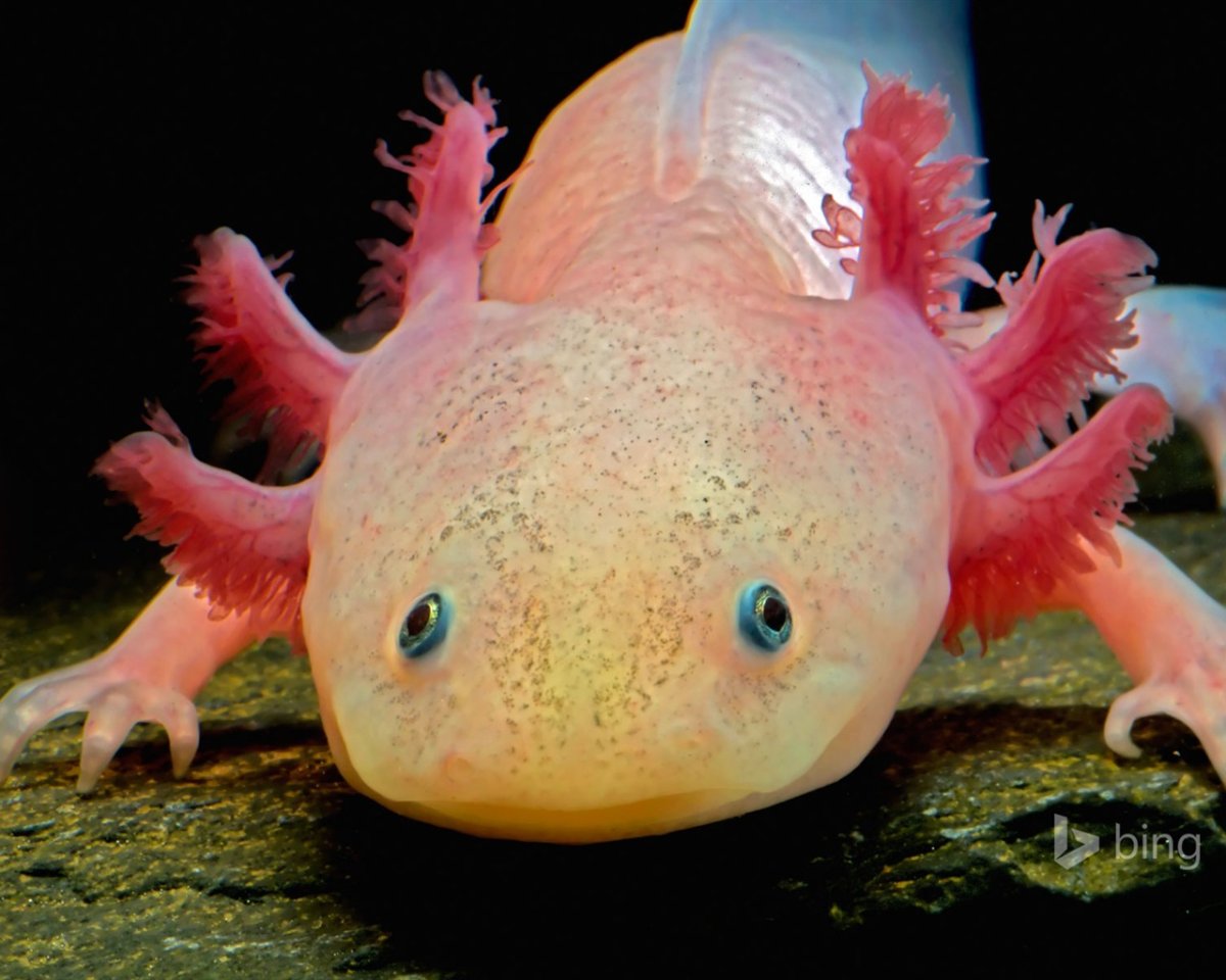 Амбистома и аксолотль