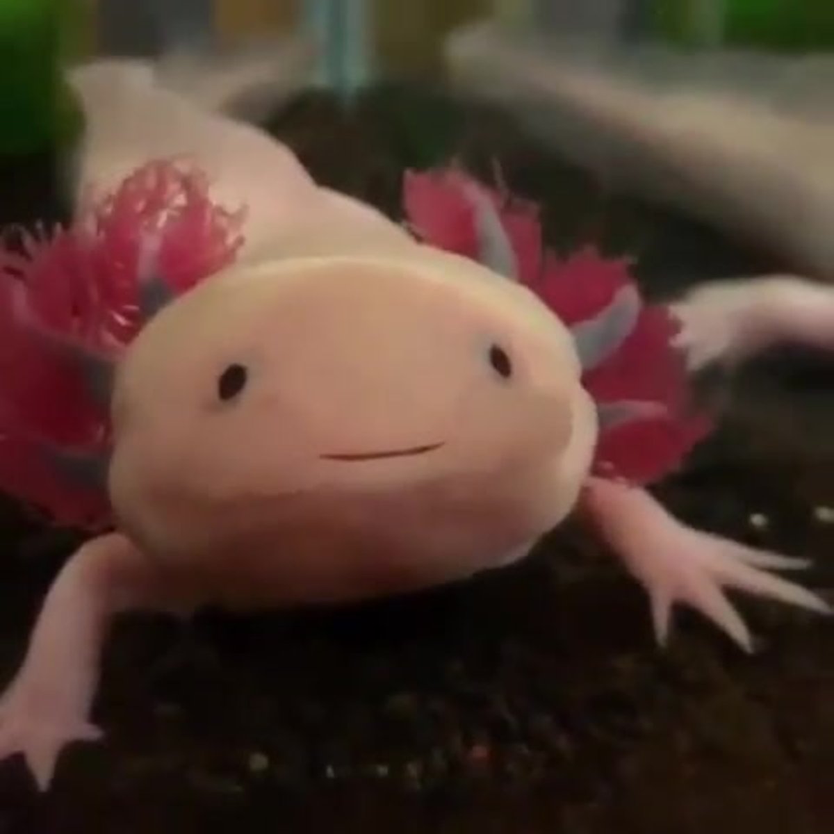 Аксолотль зевает