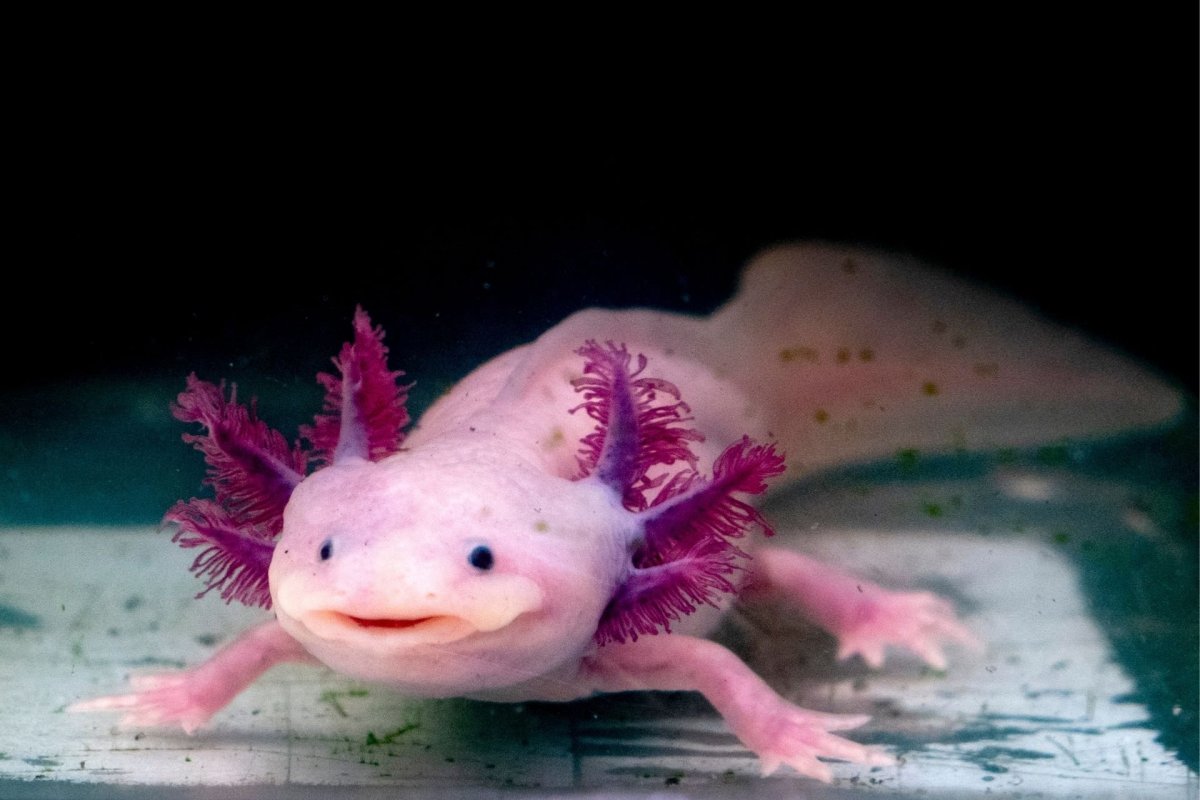 Аксолотль мексиканской амбистомы