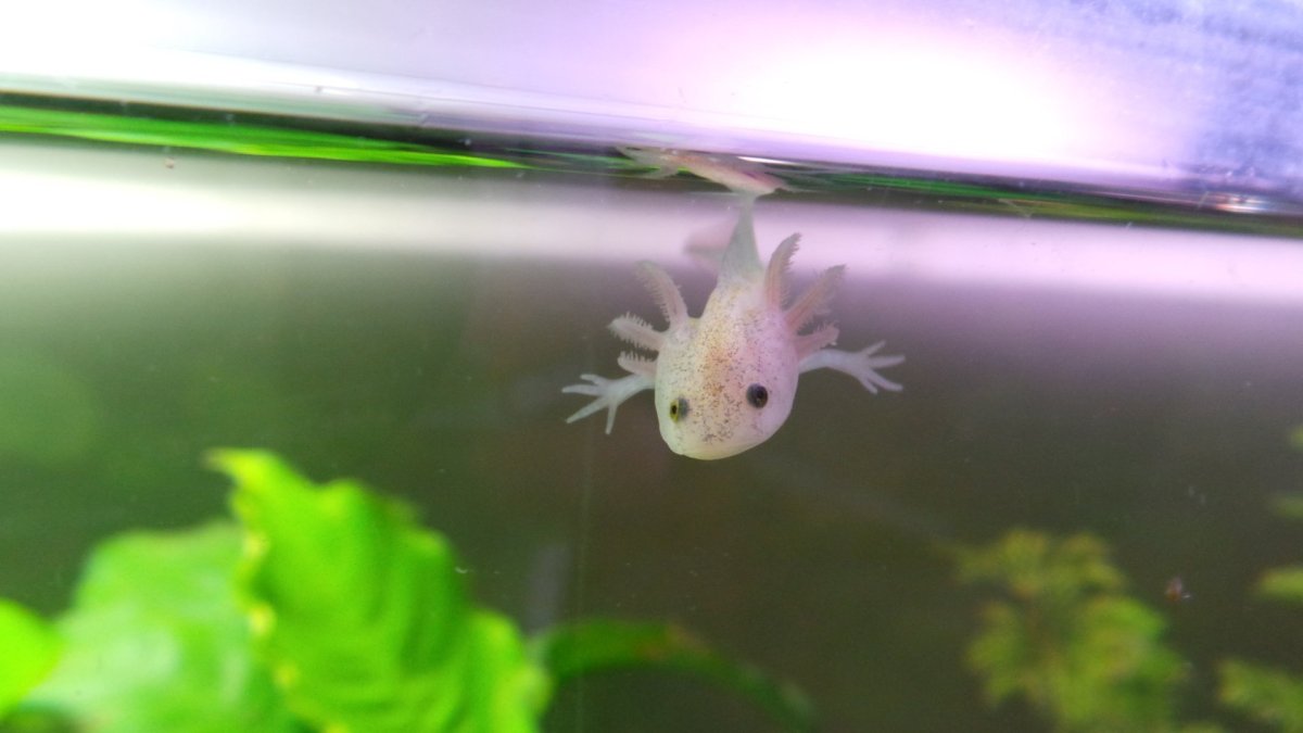 Личинка Саламандры аксолотль