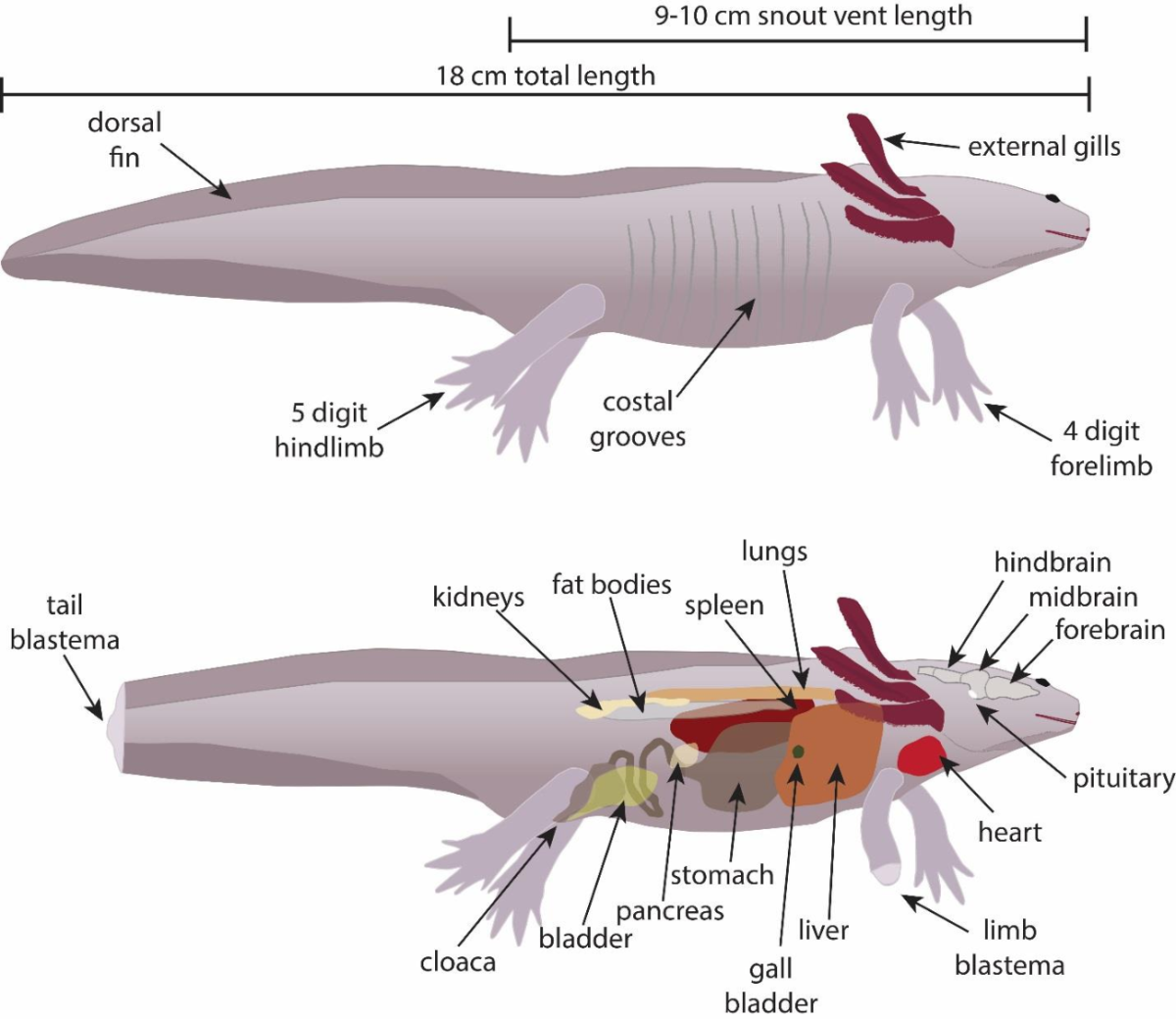 Внутреннее строение аксолотля