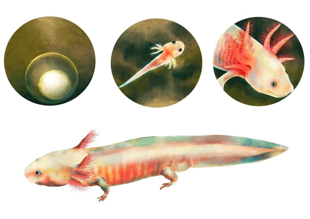 Взрослая особь аксолотль аксолотль