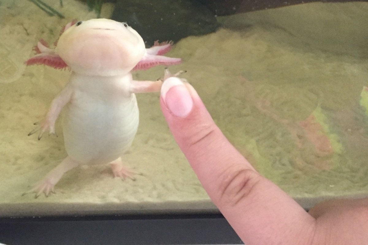 Аксолотль meme