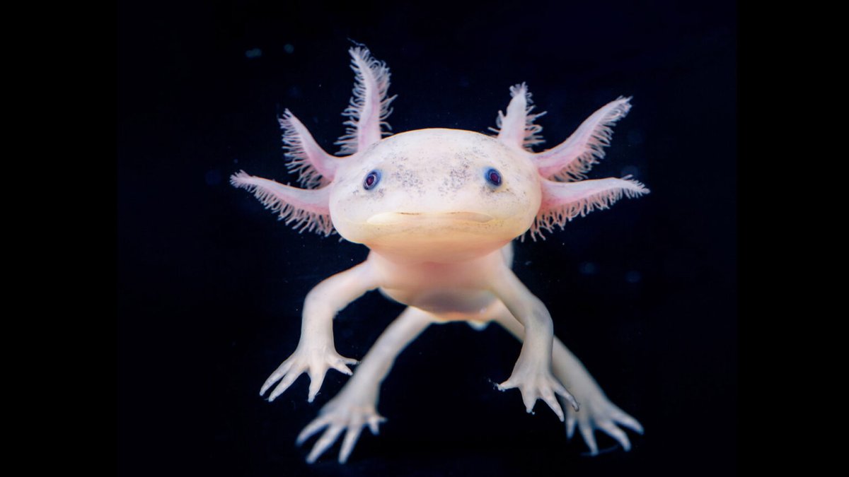 Приколы про оксолотлев