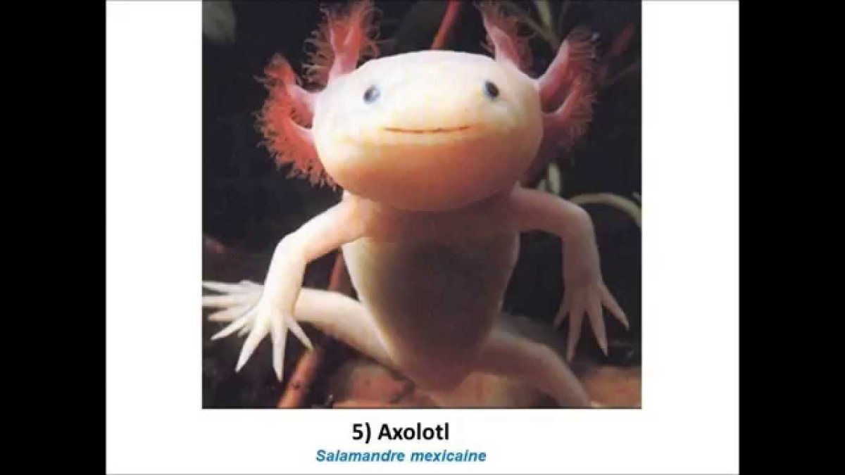 Аксолотль занесен в красную книгу