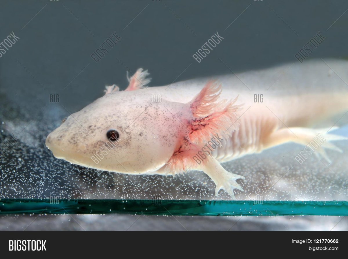 Аксолотль Геншин