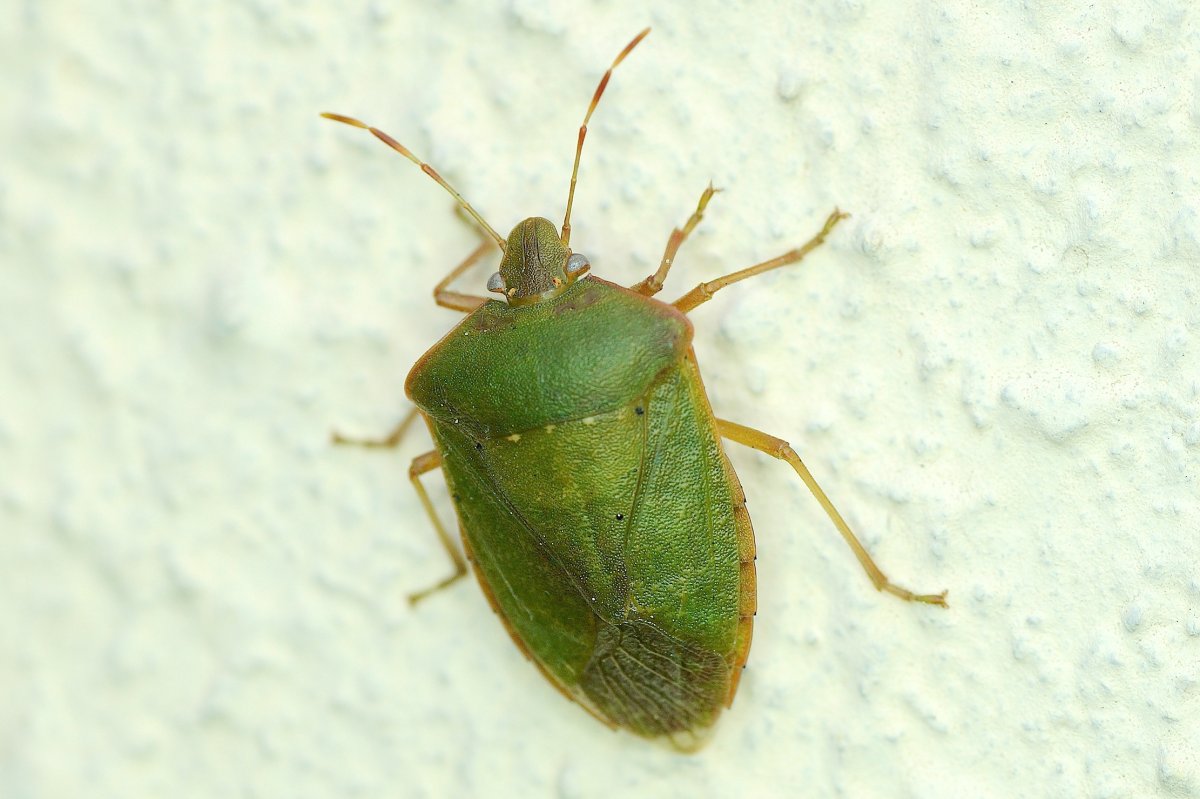 Клоп наземник Arocatus melanocephalus
