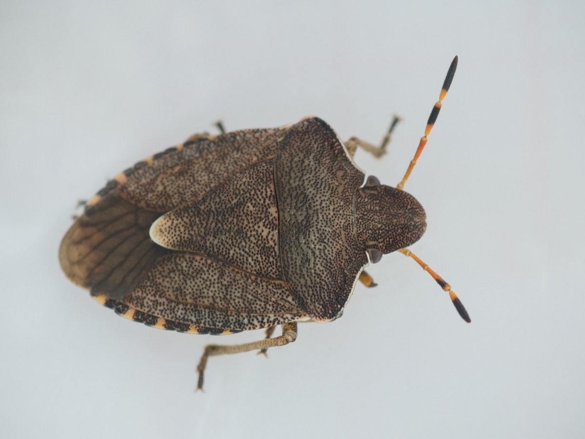 Coreus marginatus