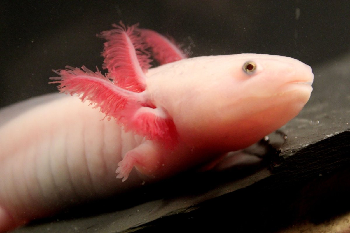 Аксолотль розовый