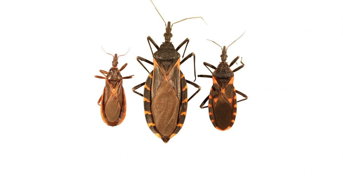 Коричневый мраморный вонючий клоп (Brown marmorated stink Bug (BMSB))