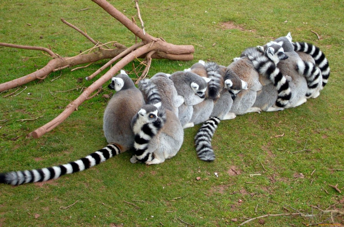 Спаривание лемуров
