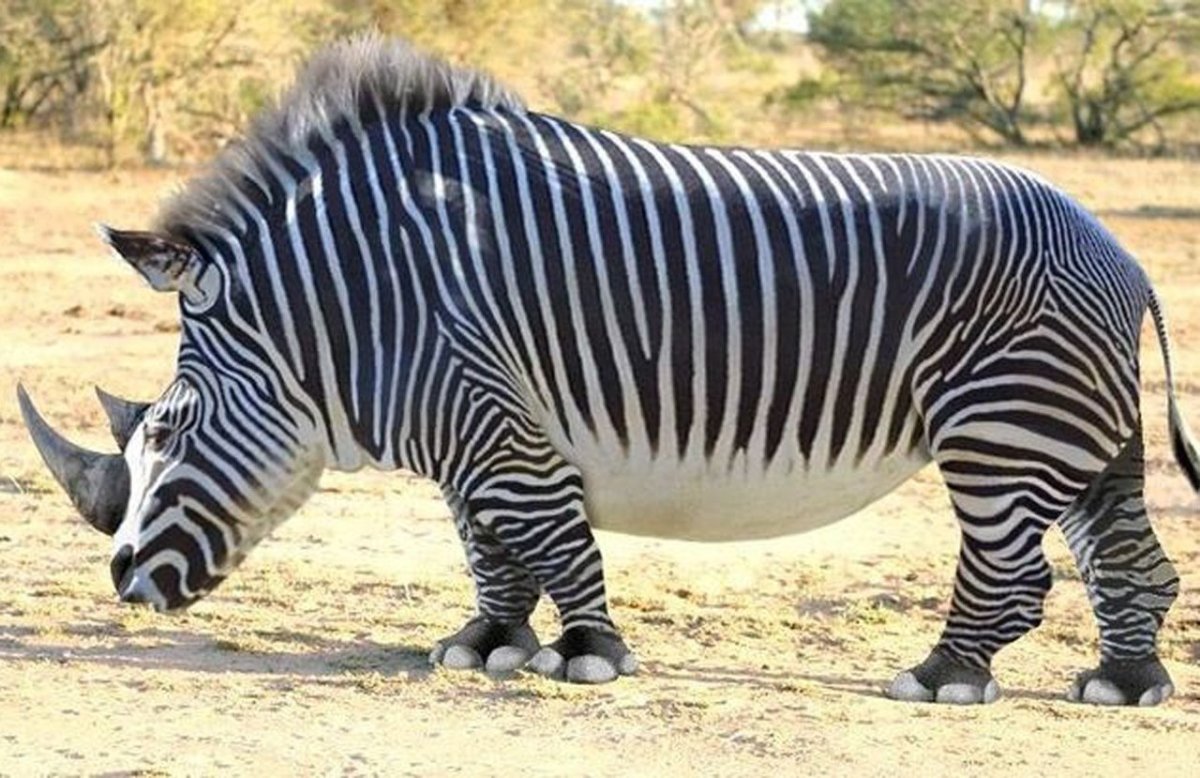 Гибрид носорога и зебры
