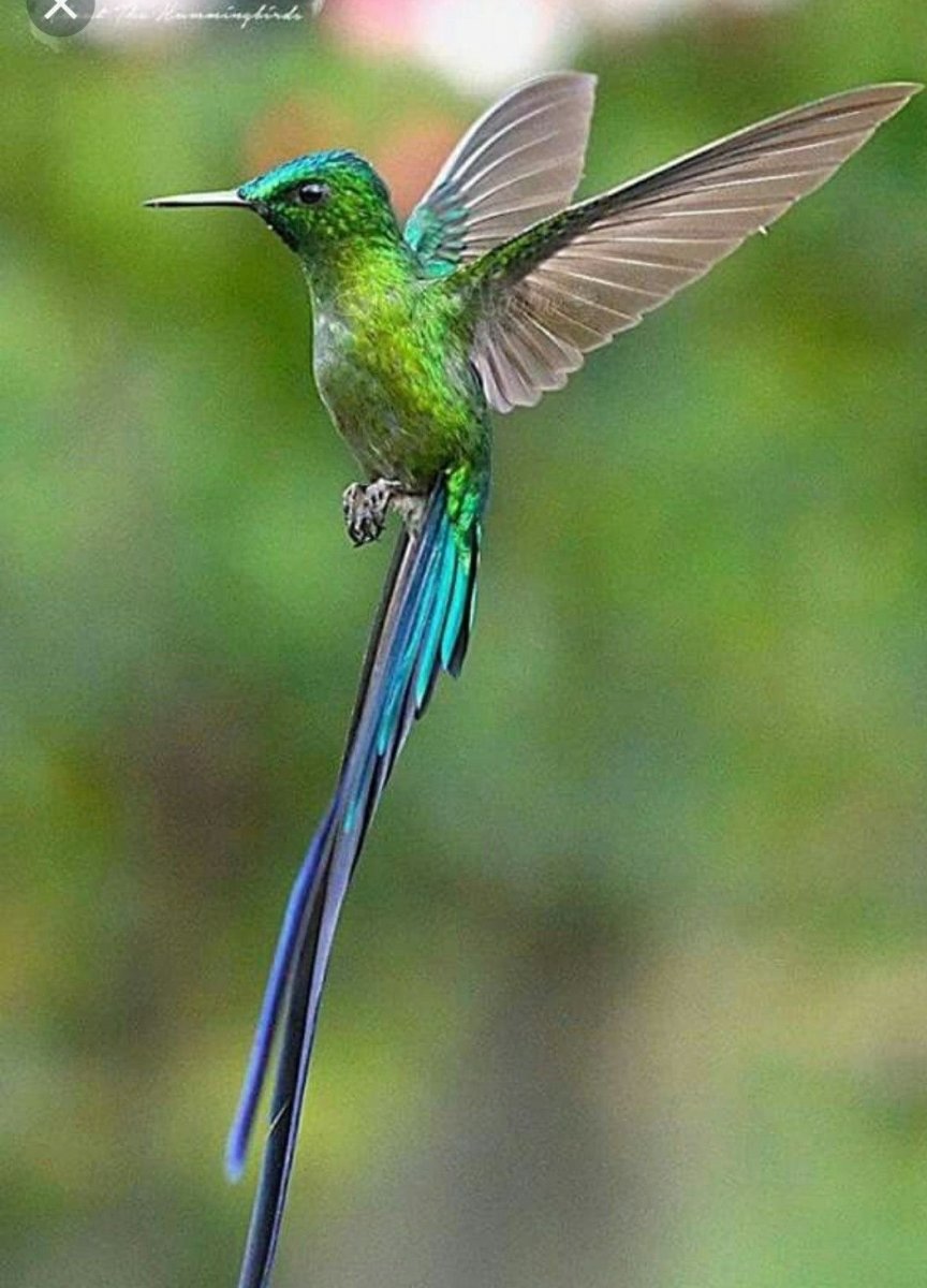 Птица ракетохвостый Колибри