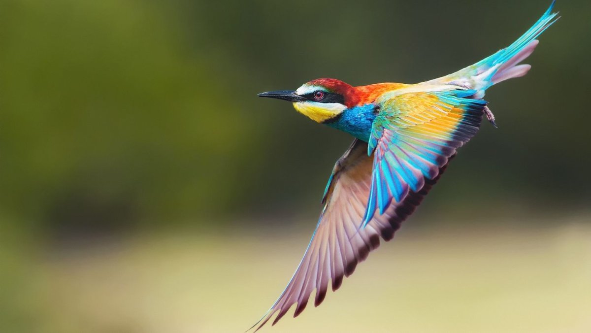 Птичка золотистая щурка