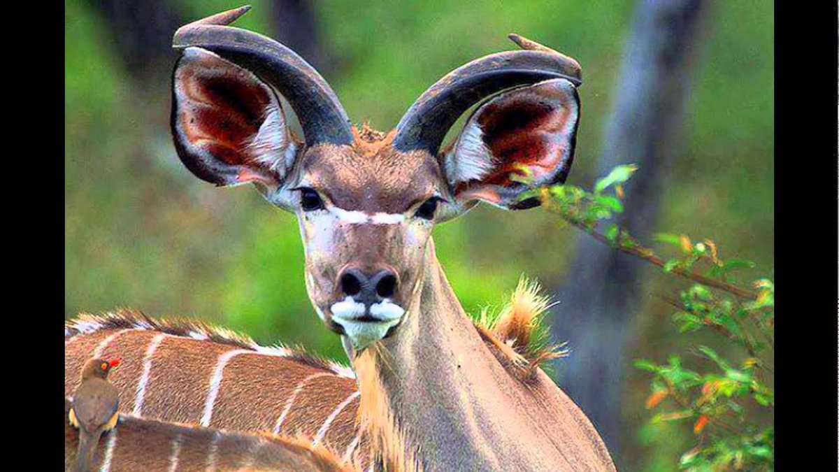 Необычные животные