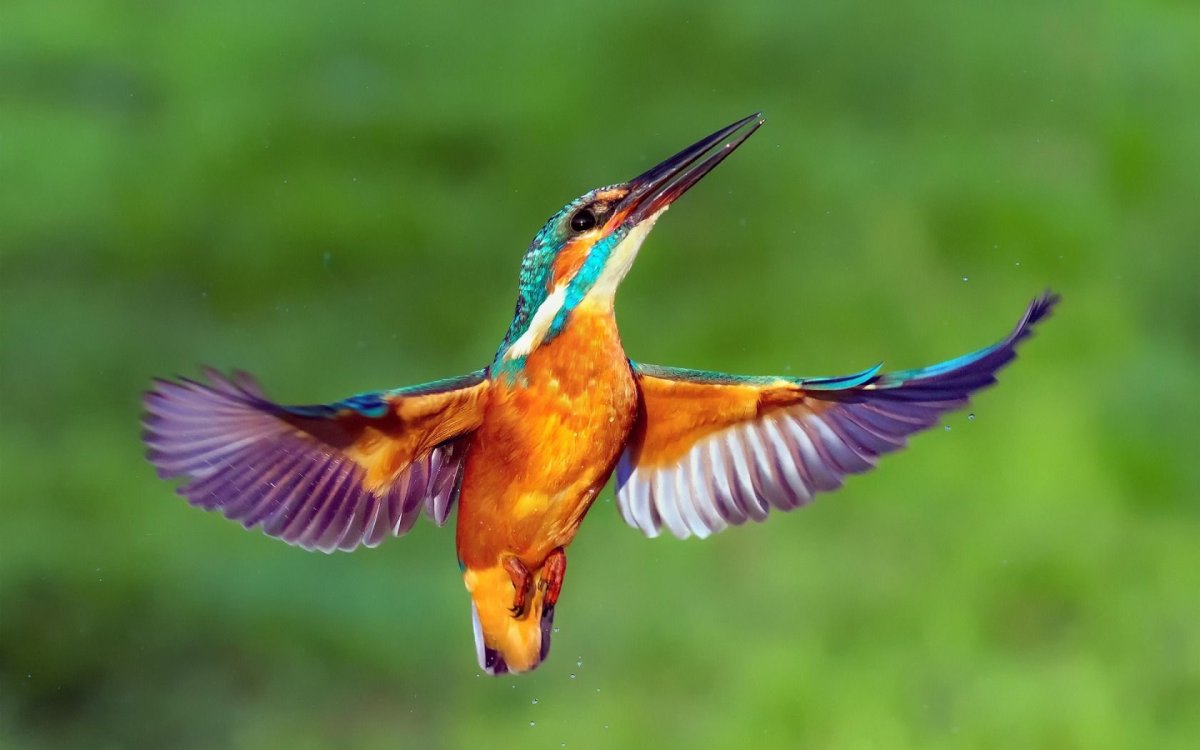 Рубиновый Зимородок