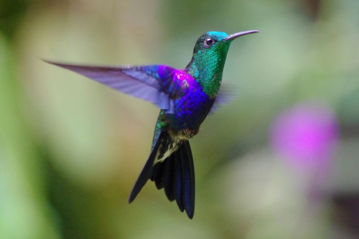 Ракетохвостый Колибри