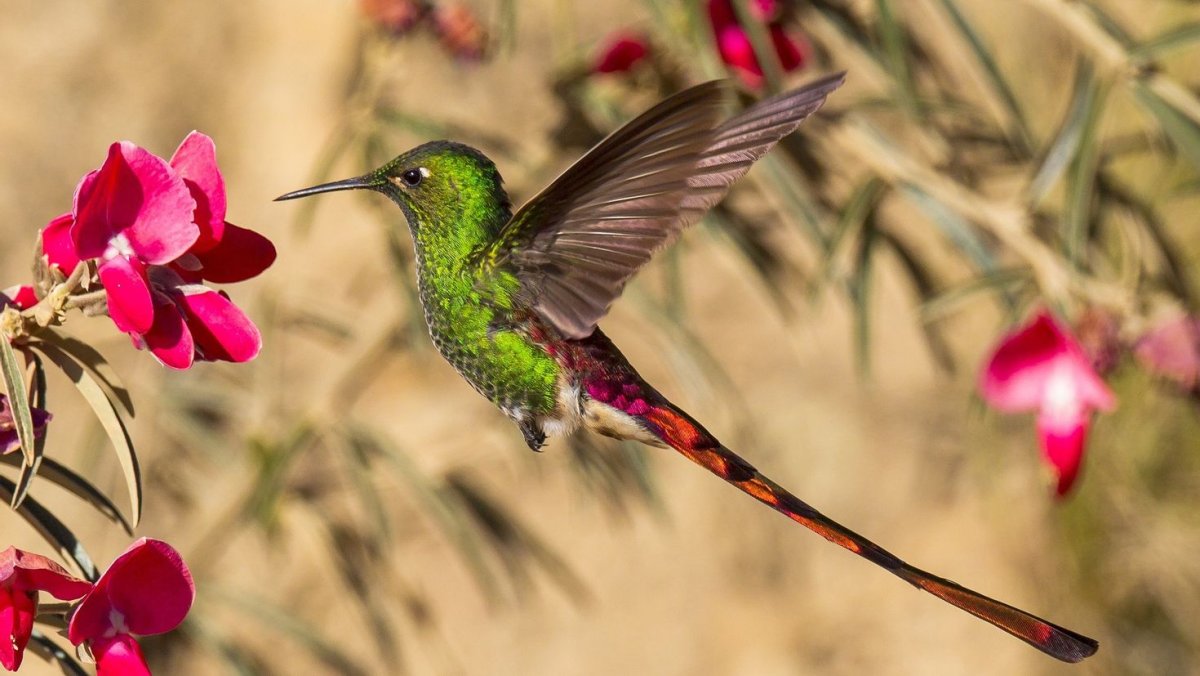 Шалфейный тетерев