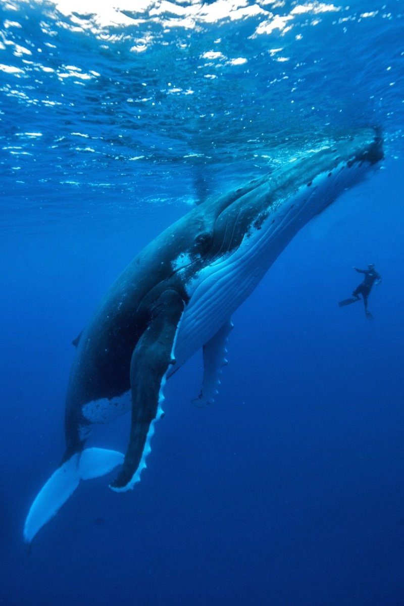 Синий кит (голубой кит)