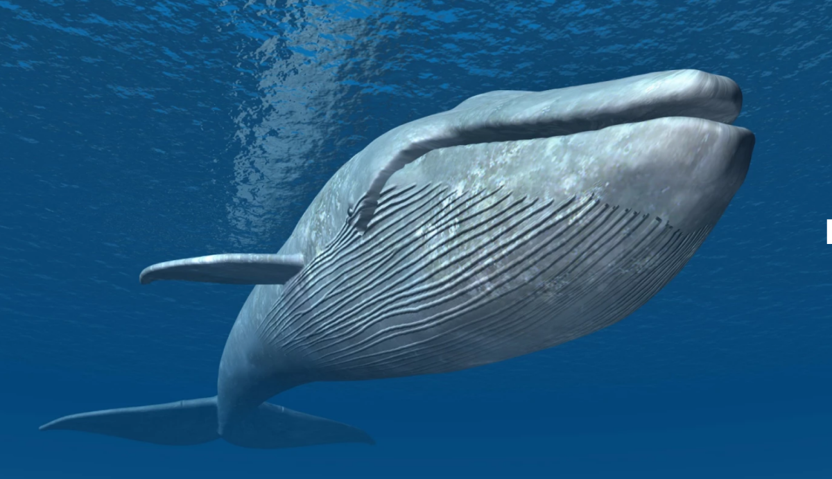 Голубой кит Balaenoptera musculus