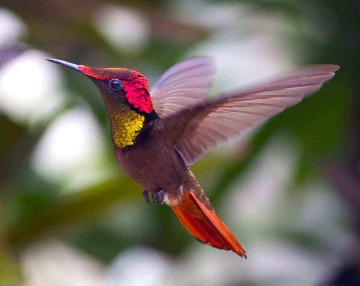 Колибри эндемик Южной Америки