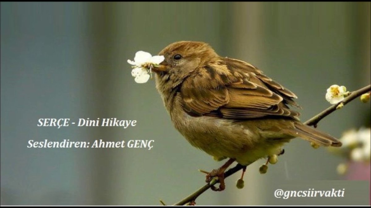 Иглохвостый Стриж птица