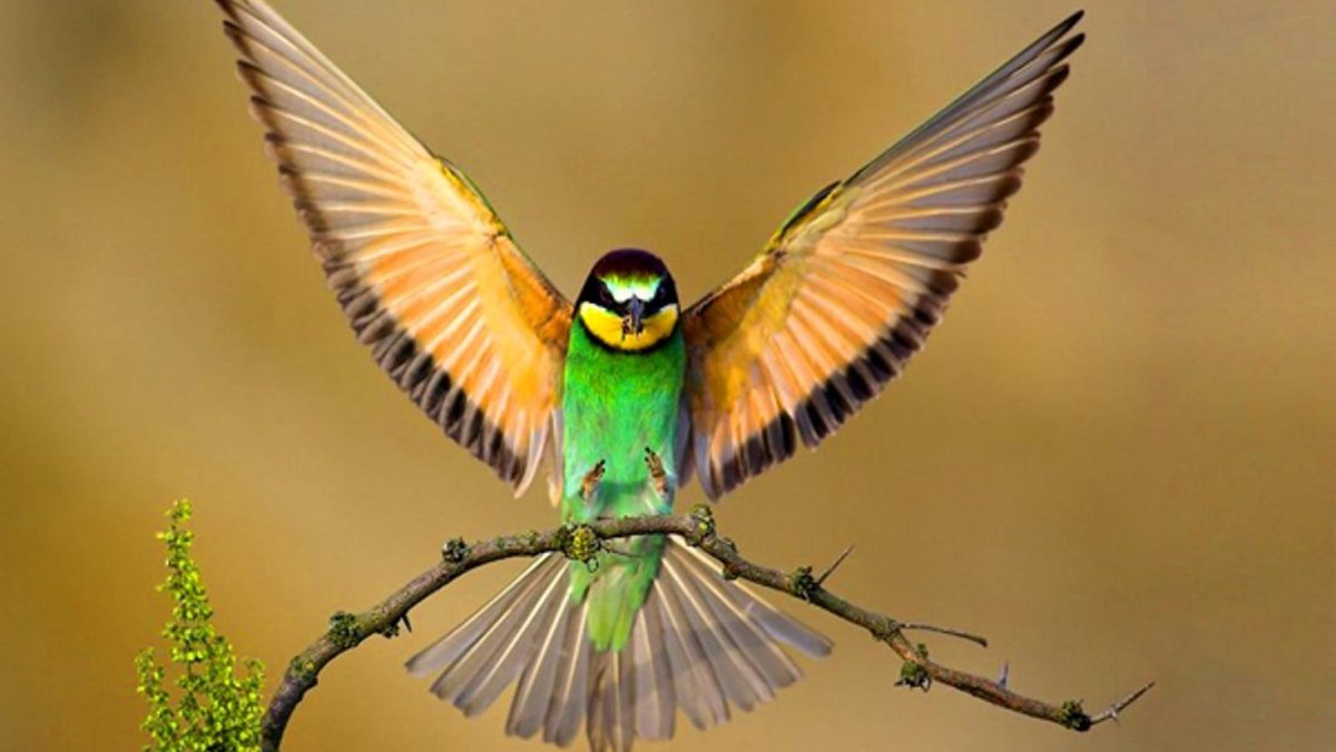 Тропические птицы Колибри