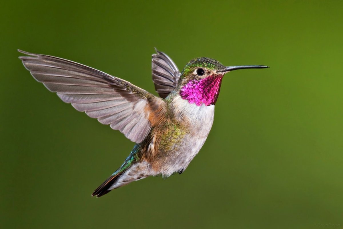 Самая маленькая птичка Колибри