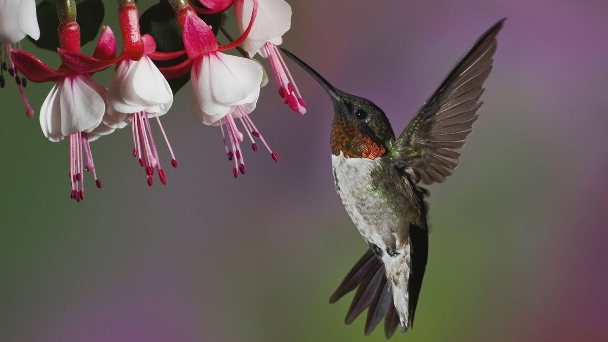 Африканская сизоворонка