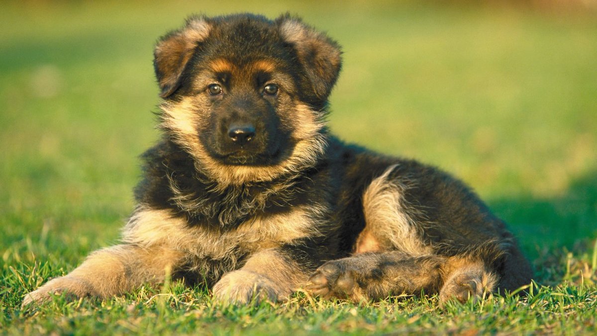 Австрийская немецкая овчарка