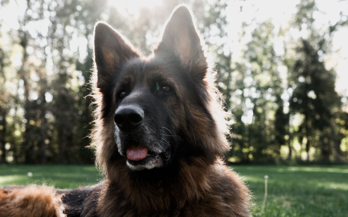 Немецкая овчарка Арнольд