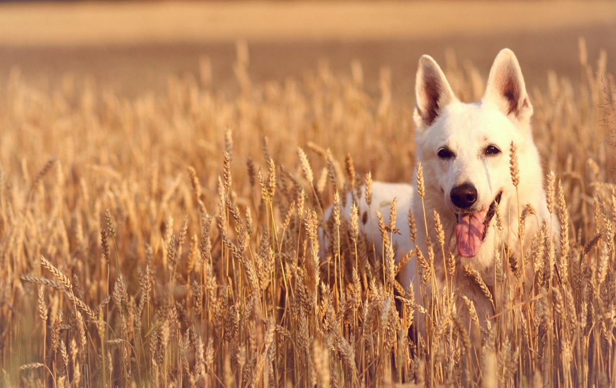 Баварская овчарка Shepherd