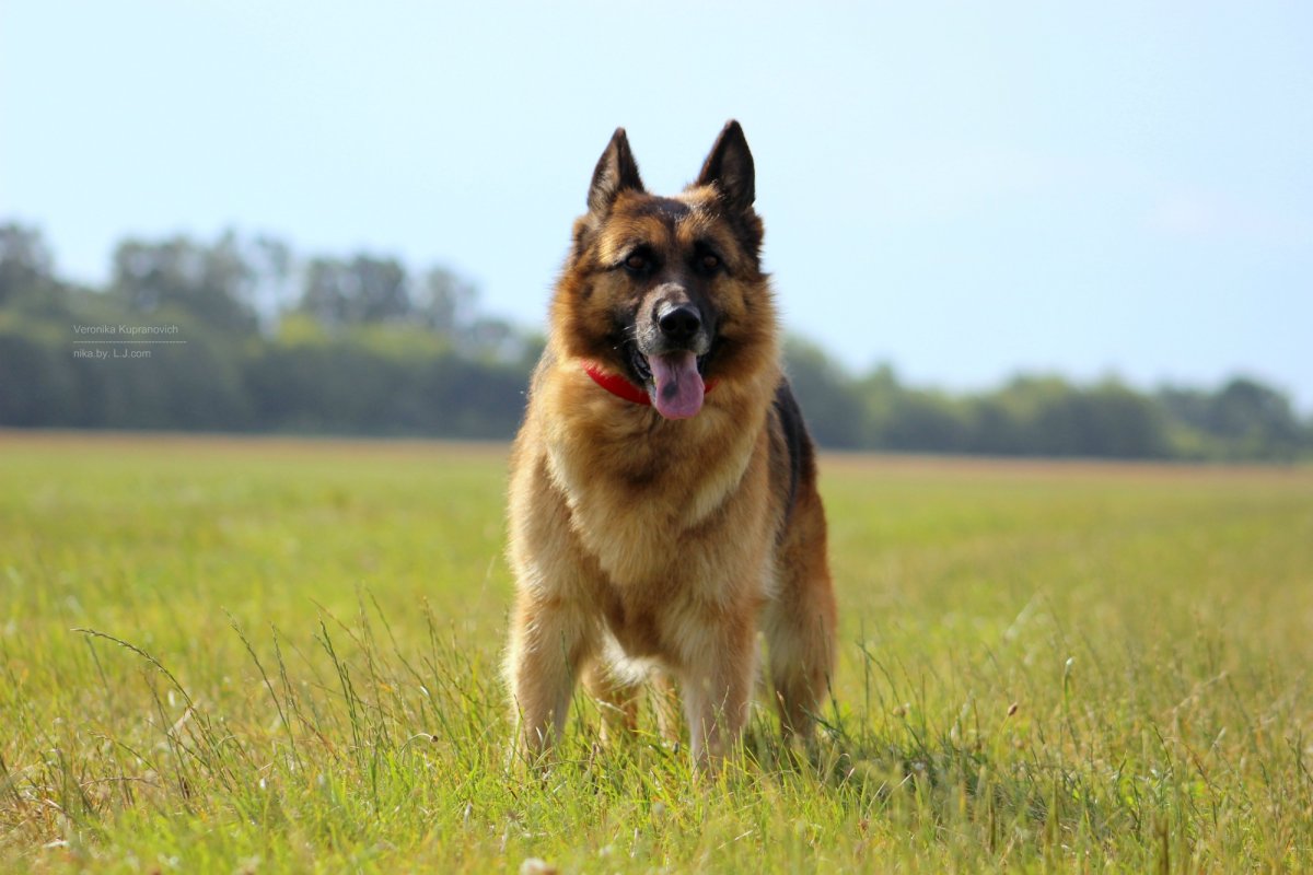 Немецкая овчарка