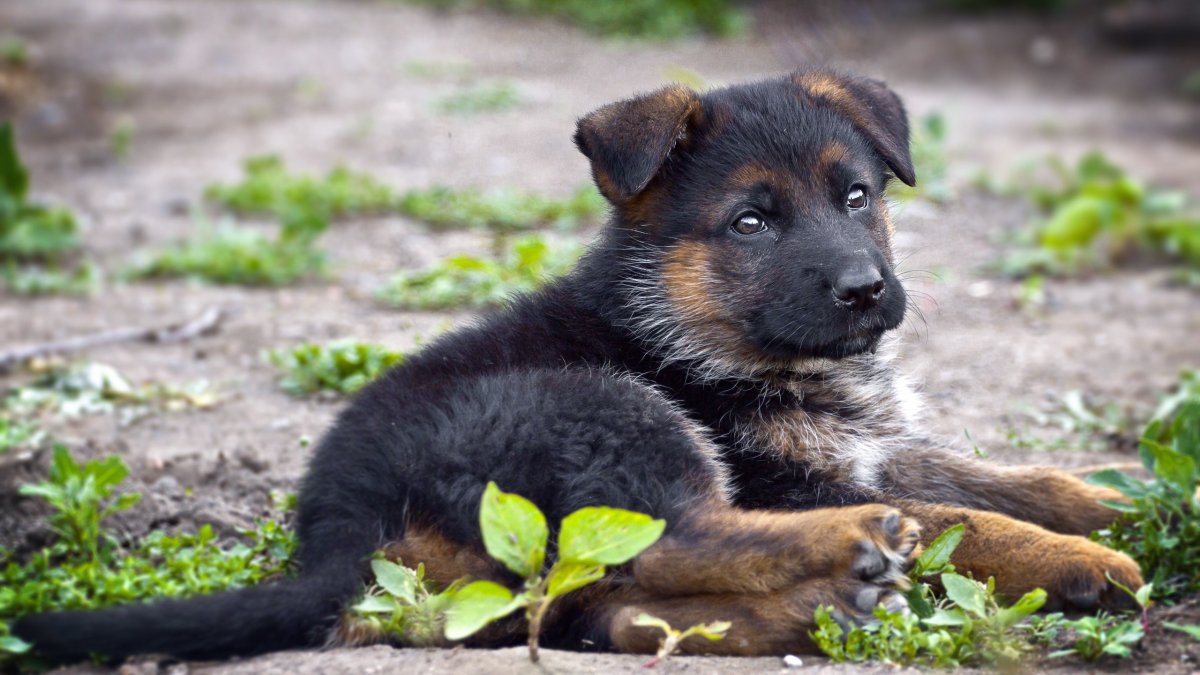 Волкособ с овчаркой