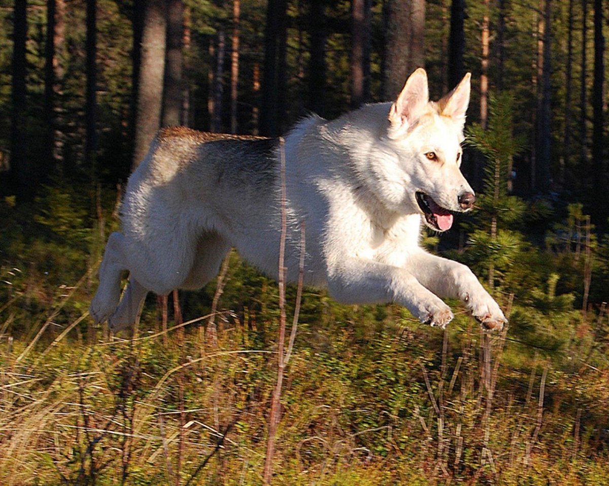 Собака в красной листве