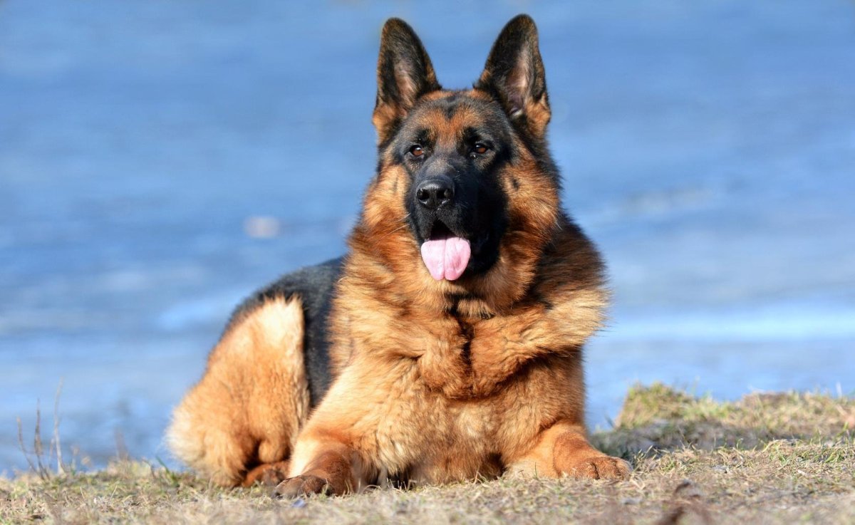 Восточно-европейская овчарка