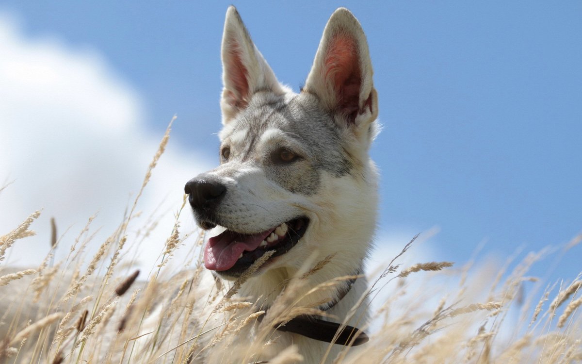 Немецкая овчарка собака компаньон