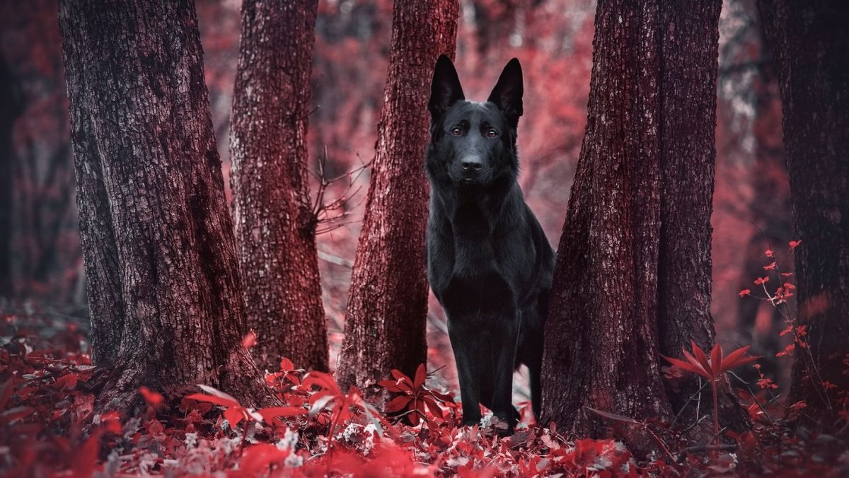 Немецкая овчарка Дельгадо