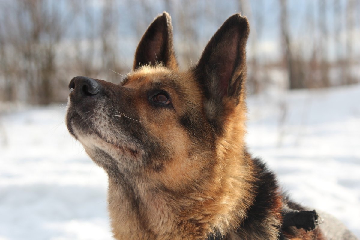 Савойская овчарка