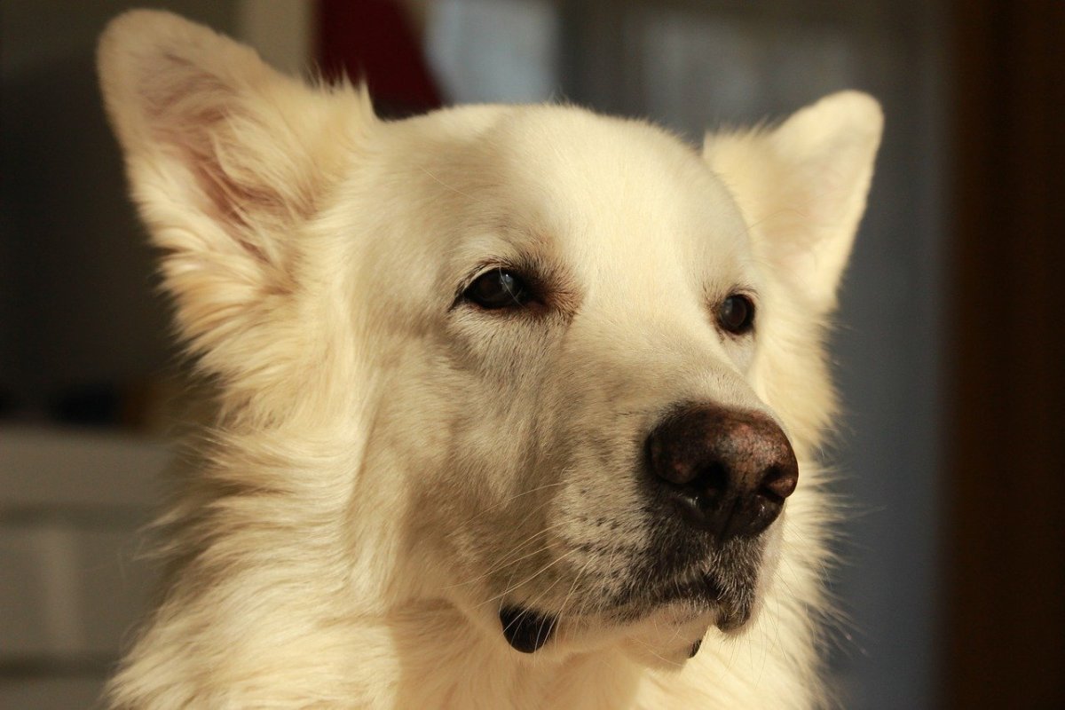 Немецкая овчарка черная