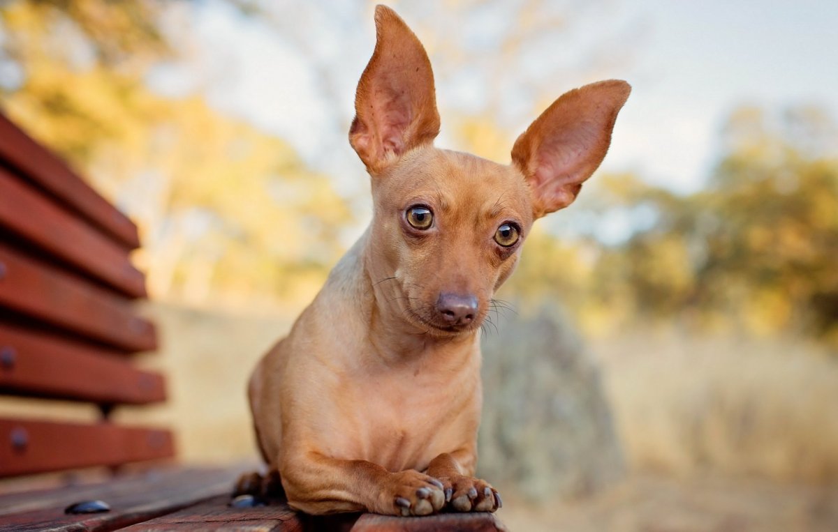 Китайская хохлатая Сэм