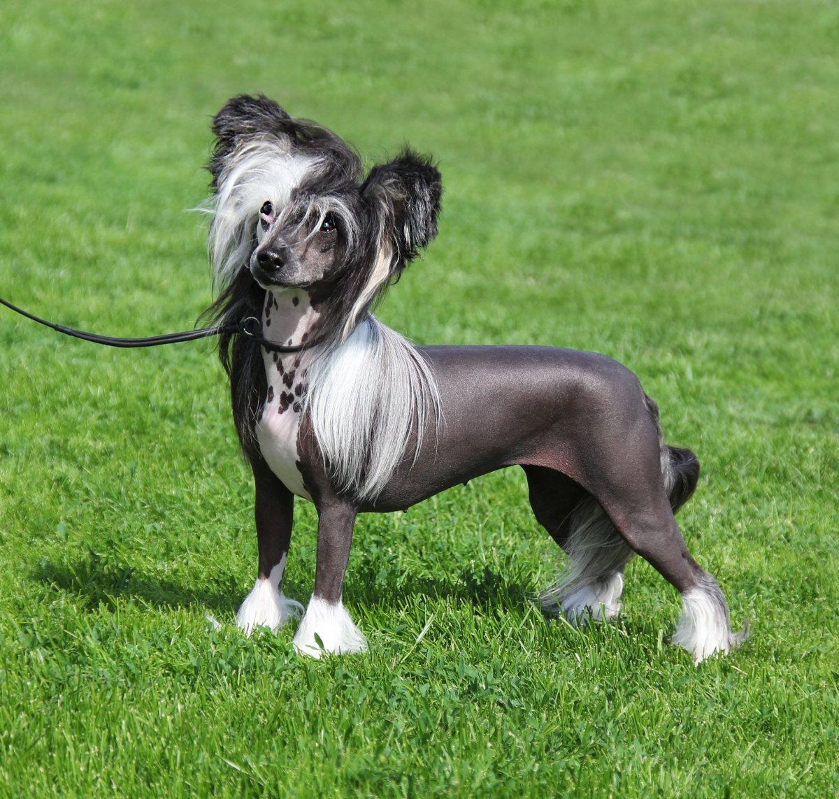 Необычные породы животных