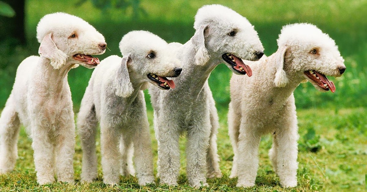 Бергамская овчарка Командор