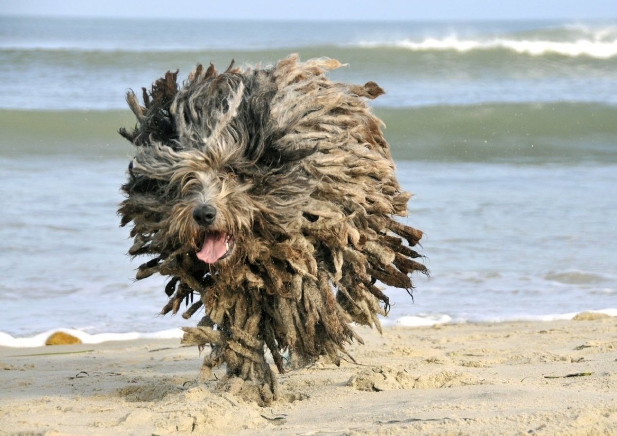 Азавак Левретка