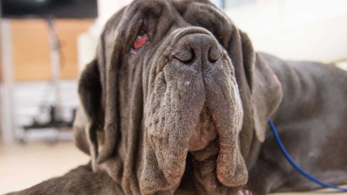 Маленькая страшная собака