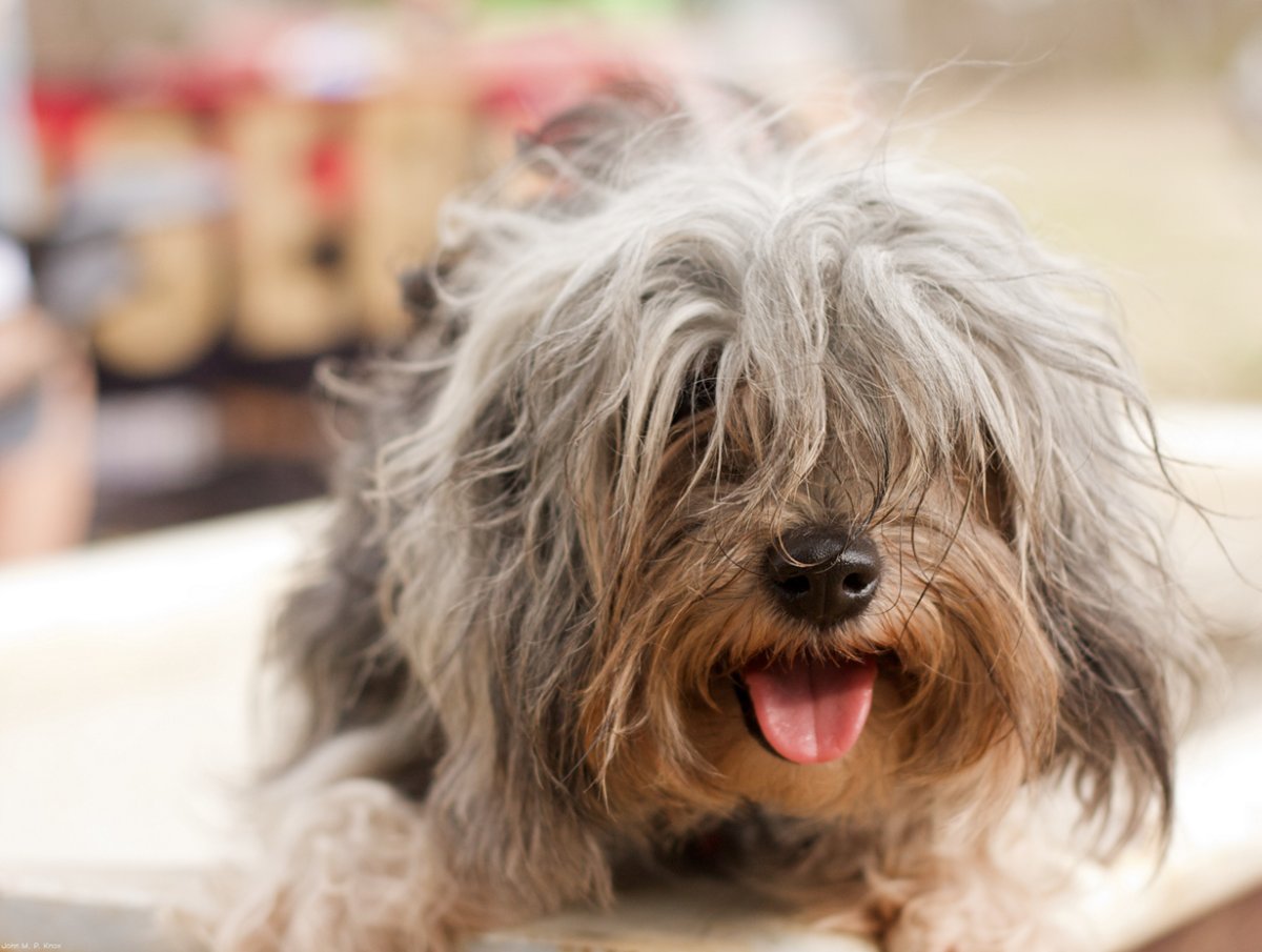 Дружба животных