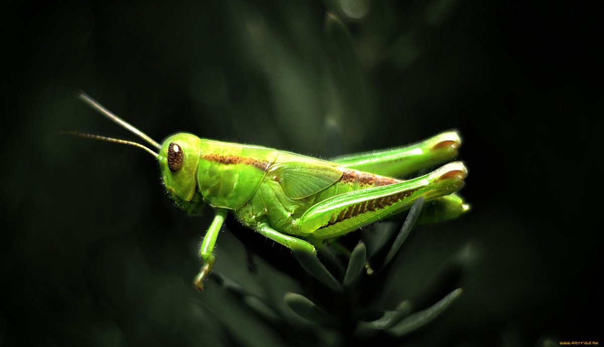 Сверчок зеленый