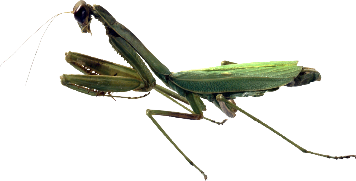 Богомол на белом фоне